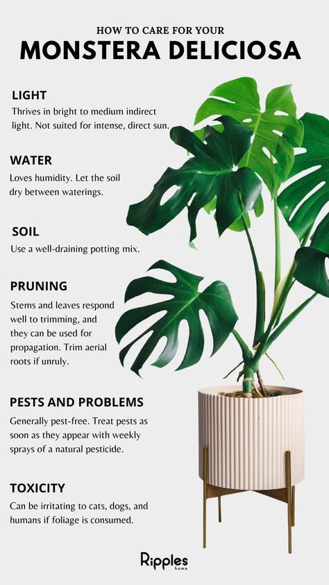 Monstera Plant Home Decor, Different Monstera Plants, Monstera Obliqua Care, Monteserra Plant Care, Healthy Monstera Plant, Monstera Plant Decor Ideas, How To Repot Monstera Deliciosa, Monstera Plant Care Tips, Montserrat Plant