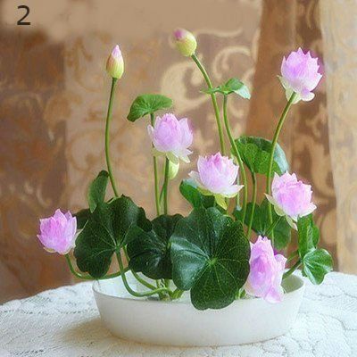 Lotus Flower Seeds, Tanaman Air, Lily Seeds, Flower Bonsai, Lotus Garden, Bonsai Seeds, Planter Garden, Lily Garden, Mini Cat