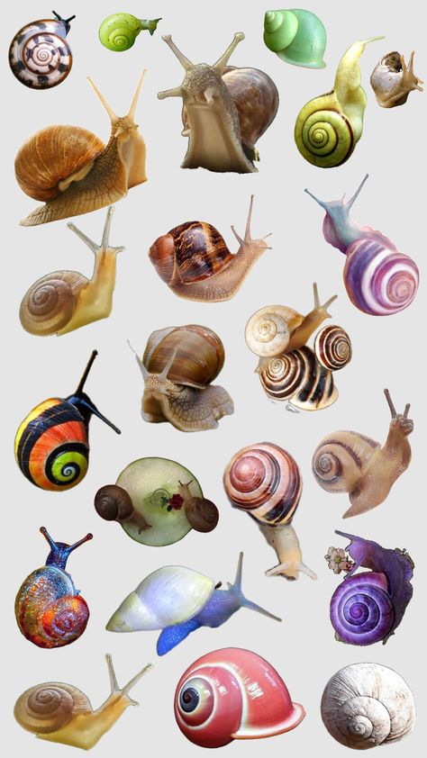 snail wallpaper Snail Reference Photo, Snail Wallpaper Aesthetic, Snails Wallpaper, Snails Photography, Snail Drawings, Snail Aesthetic, Snail Wallpaper, Snail Drawing, Snail Illustration