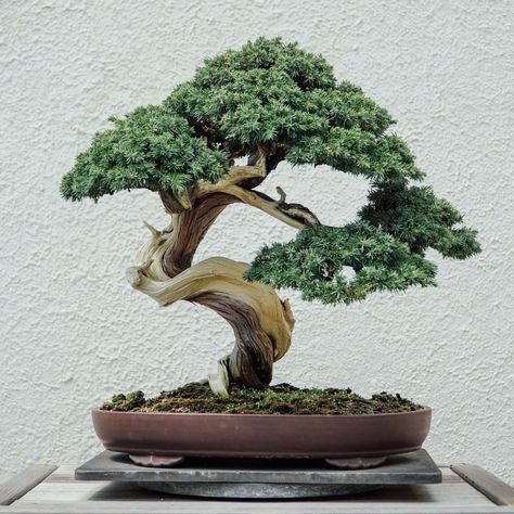 Bonsai Meaning, Shallow Planters, Japanese Bonsai Tree, Jade Bonsai, Bonsai Care, Bonsai Soil, Plantas Bonsai, Japanese Bonsai, Indoor Trees