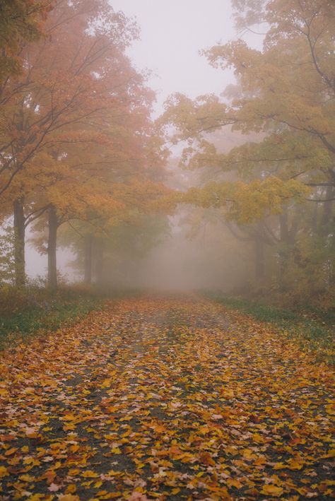 Crow's Nest, Catty Noir, Julia Berolzheimer, Misty Morning, Autumn Morning, Foggy Morning, Gal Meets Glam, Autumn Aesthetic, Fall Foliage