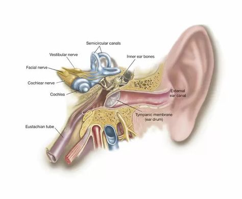 Anatomy Of Human, Ear Anatomy, Human Organs, Body Human, Vestibular System, Human Tissue, Outer Ear, Sensory System, Middle Ear