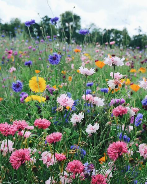 All Posts • Instagram Elsie Silver Aesthetic, Happy January, Elsie Silver, Silver Aesthetic, Wildflowers Photography, Wild Flower Meadow, Wildflower Meadow, Rose Hill, Wild Love