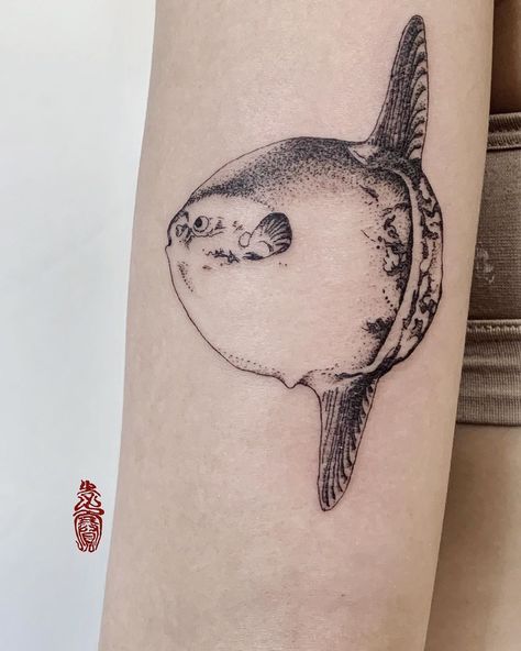 Sunfish for Sharon. Thank you for coming back!🥰 Mola Mola Tattoo, Parrotfish Tattoo, Fish Shoulder Tattoo, Sunfish Tattoo, Mola Tattoo, Korea Tattoo, Mola Mola, Father Tattoos, Tattoo Board