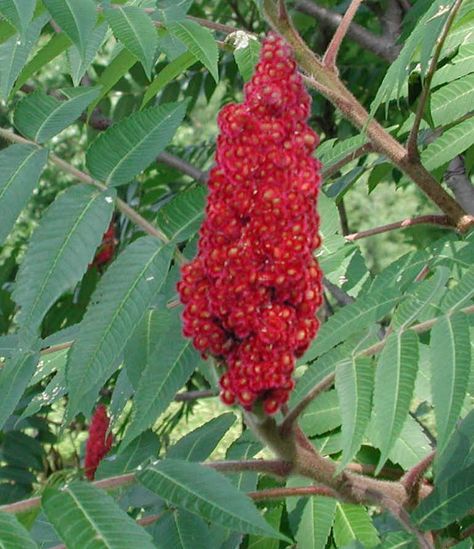 Sumac. Good survival food. (Tastes pretty good once you get past the fuzz. :P) Sumac Tree, Vintage Skills, Rhus Typhina, Staghorn Sumac, Best Survival Food, Health Notes, Wild Foraging, Healthy Tea, Bushes And Shrubs