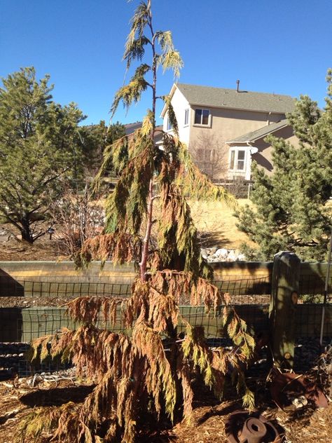 Weeping Cedar Problems - http://www.gardenanswers.com/trees/weeping-cedar-problems/ Weeping Alaskan Cedar Landscape, Green Arrow Weeping Alaskan Cedar, Weeping Cedar Landscaping, Weeping Alaskan Cedar, Weeping White Spruce, Weeping Cedar, Water Issues, Conifer Trees, Spruce Tree