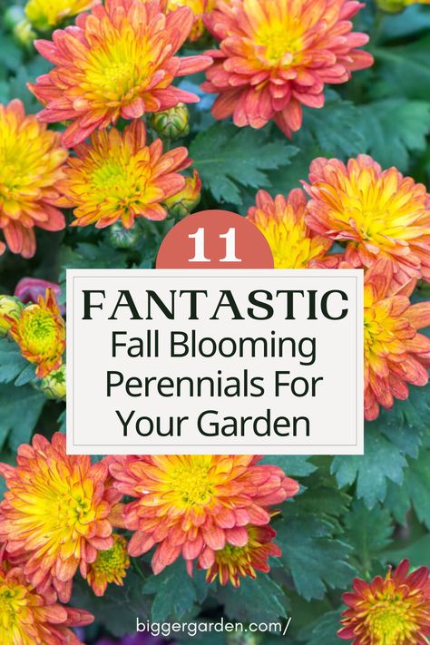 Discover the secret to a vibrant autumn garden with our guide to 11 stunning fall-blooming perennials. From fiery reds to golden hues, these resilient plants will elevate your outdoor space into an enchanting seasonal wonderland. Click to uncover the full list and follow us for more inspiring gardening ideas! Autumn Blooming Flowers, Fall Flowering Perennials, Fall Blooming Plants, Perennials To Plant In The Fall, Perennial Bulbs To Plant In Fall, Easiest Perennials To Grow, Fall Planting Perennials Zone 5, Fall Perinneals, Fall Flower Planting