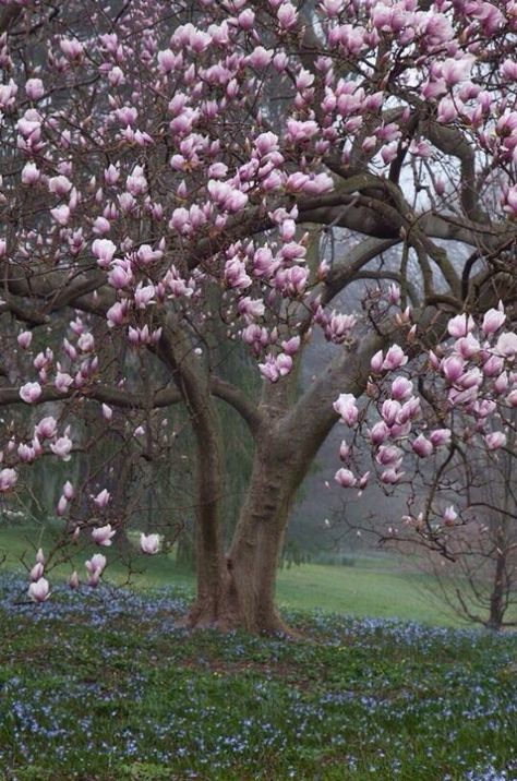 . Japanese Magnolia Tree, Tulip Magnolia, Japanese Magnolia, Flowering Tree, Magnolia Tree, Home Yard, Beautiful Yards, Magnolia Trees, Have Inspiration