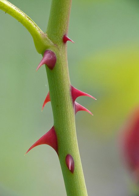 Nice thorns Rose Thorns, Honey Locust, Rose Stem, Bramble, Southern Belle, Wonderful Words, Look In The Mirror, Flowers And Leaves, Karaoke