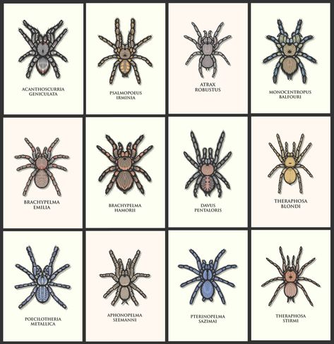 Tarantula Art Design, Arizona Blonde Tarantula, Tarantula Drawing, Tarantula Habitat, Spider Drawing, Spider Tattoo, Spiders, Reptiles, Line Drawing