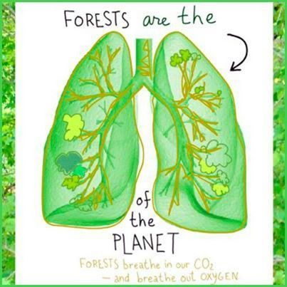 Forests are the lungs of the planet! www.dogwoodalliance.org Afforestation Poster, Earth Awareness, Planet Illustration, Save Planet Earth, Forest Conservation, Save Environment, Recycling Information, Planting Trees, Save Our Earth