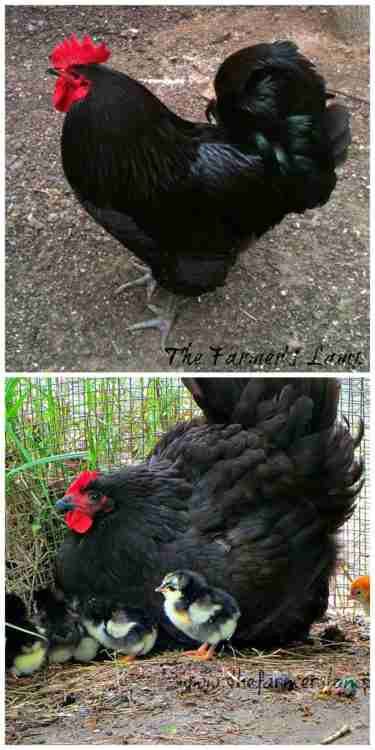 Chickens Breeds, Pet Chickens Breeds, Breed Chickens, Heritage Chicken Breeds, Heritage Chickens, Live Chicken, Fancy Chickens, Chicken Feeders, Silkie Chickens