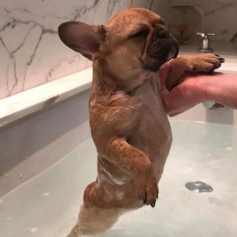 14 Reasons French Bulldogs Are The Worst Indoor Dog Breed Of All Time - The Paws Dog Frenchie, Mini French Bulldogs, Fawn French Bulldog, Animal Collective, Bulldog Pics, French Bulldog Funny, Bulldog Francese, French Bulldog Gifts, Bulldog Funny