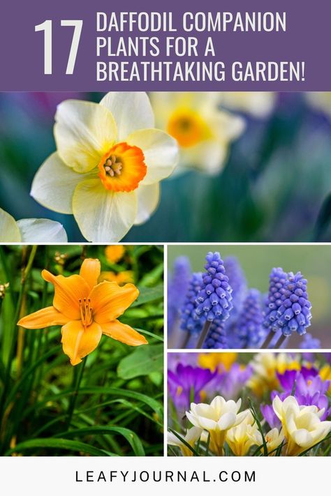 Tulip And Daffodil Garden Ideas, Lavender And Daffodils, Tulips Daffodils Hyacinth, What To Plant With Daffodils, Daffodil Garden Design, Planting Tulips And Daffodils Together, Daffodil Companion Plants, Daffodil Planting Ideas, Transplanting Daffodils