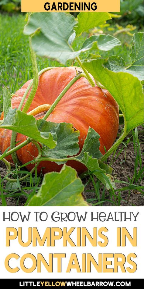 How To Grow Pumpkin In Containers, Growing Pumpkins From Seeds In Containers, Pumpkin Container Garden, Grow Pumpkins In Containers, Growing Pumpkins In Pots, Planting Pumpkins In Pots, Pumpkins In Raised Beds, Growing Pumpkins In Small Space, Planting Pumpkins In Garden