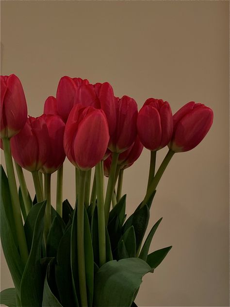 Tulipanes Aesthetic, Boquette Flowers, Plant Therapy, Nothing But Flowers, Beautiful Bouquet Of Flowers, Red Tulips, Pink Tulips, Spring Vibes, Types Of Flowers