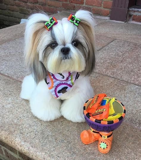 14 Photos of Shih Tzu That Will Melt Your Heart Shitzu Dogs Haircuts, Shih Tzu Hair Styles, Puppy Haircut, Perro Shih Tzu, Shih Tzu Haircuts, Chien Shih Tzu, Shitzu Dogs, Shih Tzu Grooming, Dog Grooming Styles