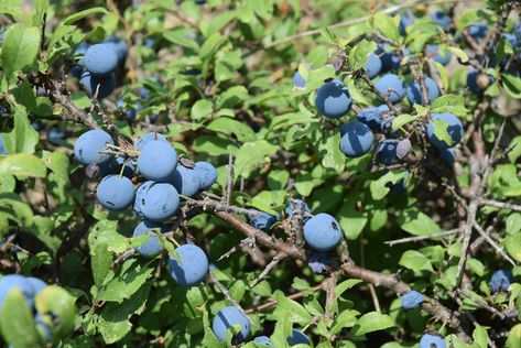 Evergreen Huckleberry, Huckleberry Bush, Edible Berries, Window Plants, Pacific Nw, Food Forest, Native Garden, Evergreen Shrubs, Pacific Coast