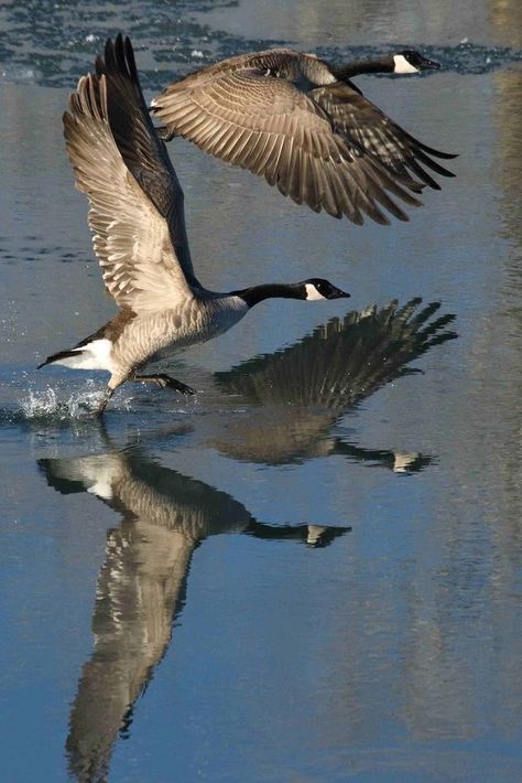 Bird Bathing, Canadian Birds, Geese Photography, Waterfowl Hunting Gear, Wild Birds Photography, Hunter Dog, Canadian Geese, Goose Hunting, Canada Geese