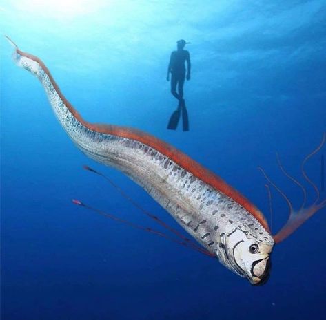 Bio Sapiens on Instagram: “Oarfish are large, greatly elongated, pelagic lampriform fish belonging to the small family Regalecidae. Found in all temperate to tropical…” Garden Wild, Flower Mountain, Deep Sea Creatures, Life Aquatic, Beautiful Sea Creatures, Underwater Life, Unusual Animals, Aquatic Animals, Beautiful Fish