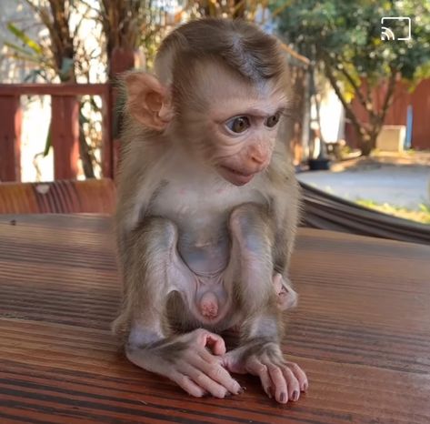 Baby Monkey For Sale, Monkeys For Sale, Small Monkey, Baby Monkeys, Baby Monkey, Cute Funny Animals, Monkeys, Animals And Pets, Baby Animals