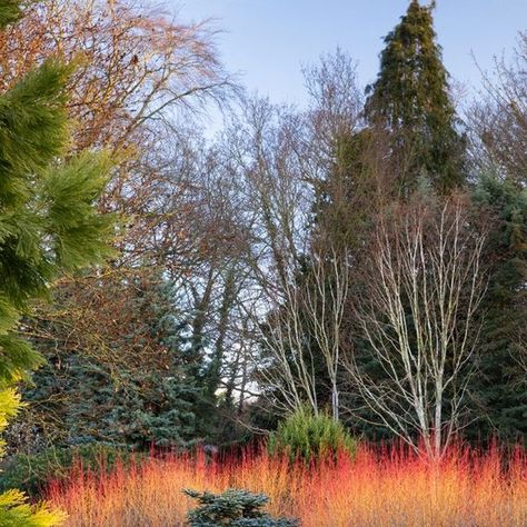 Richard Bloom on Instagram: "A few shots taken of The Winter Garden @bressinghamgardens this morning, which is now full of spectacular winter colour and Snowdrops, open to the public daily from 10 – 5pm. And if you would like to see drifts and rivers of beautiful snowdrops there is a guided tour of the Galanthus ‘S. Arnott’ Snowdrops this Saturday the 17th of February starting at 2pm plus a plant sale, see the Bressingham gardens website for tickets and more information. #snowdrops #snowdropseason #bressinghamgardens #thewintergarden #gardenstovisit #bressingham #galanthus #galanthussarnott #galanthophile #galanthophiles #galanthophileintraining #wintercolour #wintergardening #thegardeninwinter #naturalisticplanting #springbulbs #winterflowering #winterfloweringplants #richardbloom #r Bressingham Gardens, Spring Bulbs, Plant Sale, Winter Colors, Winter Garden, Dream Garden, Tour Guide, Garden Inspiration, The Public