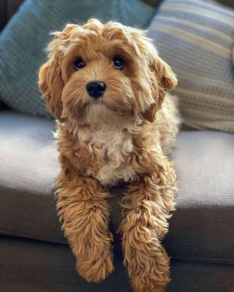 Havanese Poodle Mix Puppies, Toy Cavapoo Full Grown, Mini Cavapoo Full Grown, Red Cavapoo Full Grown, Cute Cavapoo Puppies, Cavapoo Haircut Styles Teddy Bear, Cavapoo Puppies Full Grown, Cavoodle Fully Grown, Golden Cavapoo