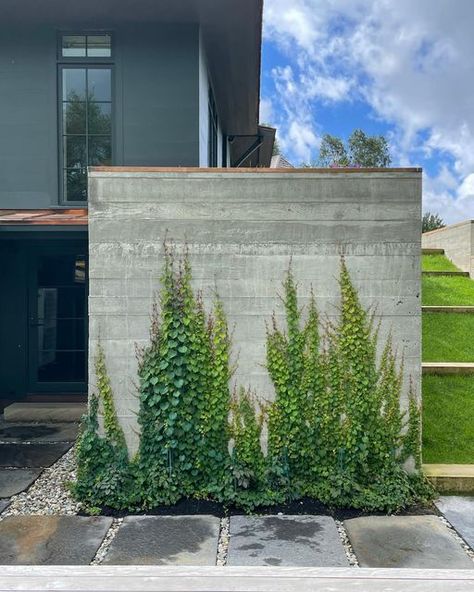 Concrete Brick Wall Outdoor, Ivy On Concrete Wall, Low Concrete Wall Front Yard, Concrete Wall Planters Outdoor, Board Form Concrete Wall, Boston Ivy Fence, Concrete Wall Garden, Concrete Wall Exterior, Boston Ivy Wall