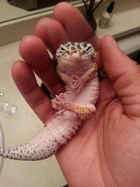 Leopard Gecko Cute, Colorful Lizards, Movie Villains, Cute Gecko, Pet Lizards, Angry Animals, Cute Lizard, Tiny Dragon, Cute Reptiles