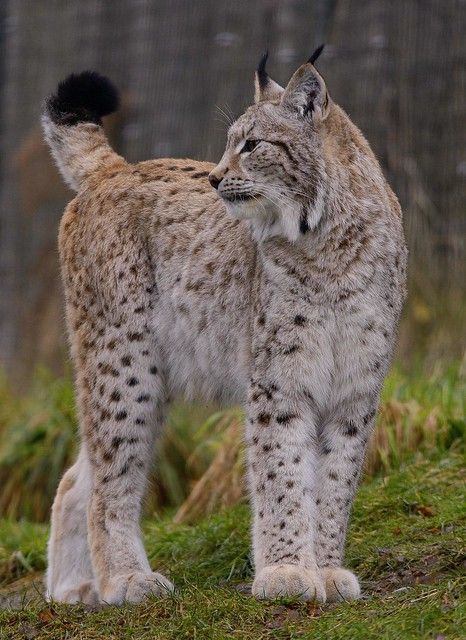 European Lynx ~ Explore | Its of course a captive one sadly,… | Flickr Majestic Cats, Photo Animaliere, Exotic Cats, Pretty Animals, Majestic Animals, Cheetahs, Racoon, Lynx, Animal Photo