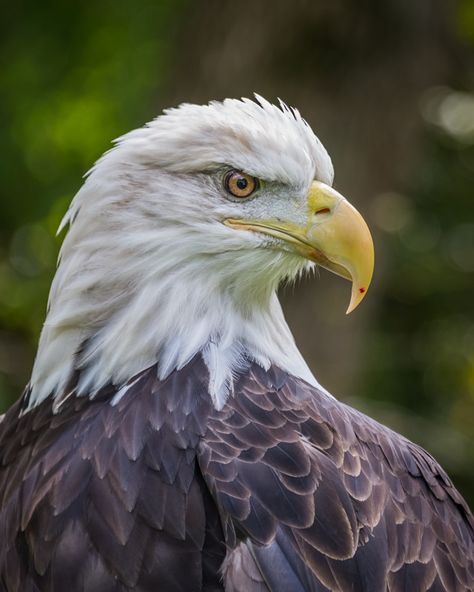 A proud bald eagle looks to the side. This bald eagle was rescued and rehabilitated in Minnesota. Here he looks up in the midst of a meal – a look that seems to say "don't mess with me!"  These magnificent birds can be seen in many parts of the USA after being on the brink of extinction. But seeing one anywhere is still awe-inspiring. And they still face many challenges.  Like this photo? See more of my photos or purchase this one at CindyCarlsson.com  #birds #eagle #USA #pride Eagle Side View, Birds Eagle, Side Of Face, Don't Mess With Me, Usa Pride, Wild Animals Pictures, Dont Mess With Me, Animals Pictures, Photography Gallery