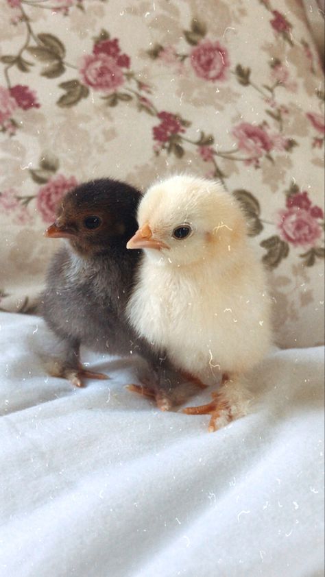 Aesthetic Chicken Wallpaper, Chicken Wallpaper Aesthetic, Chicken Aesthetic Animal, Pollo Aesthetic, Hen Aesthetic, Baby Chicks Aesthetic, Chicks Aesthetic, Chick Wallpaper, Preppy Island