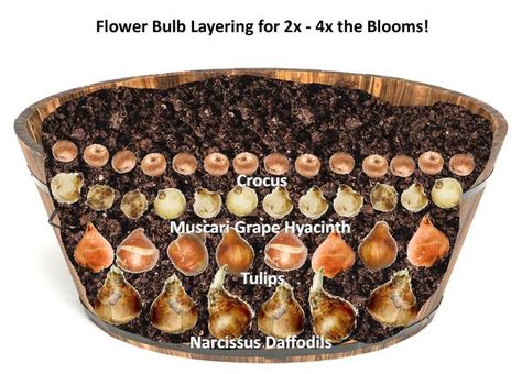 Bulb Lasagna Container Garden, Flower Bulb Lasagna, Spilled Wheelbarrow Planter Ideas, Lasagna Bulb Planting, Bulb Layering, Barrel Illustration, Barrel Flowers, Bulb Garden, Flower Bulb