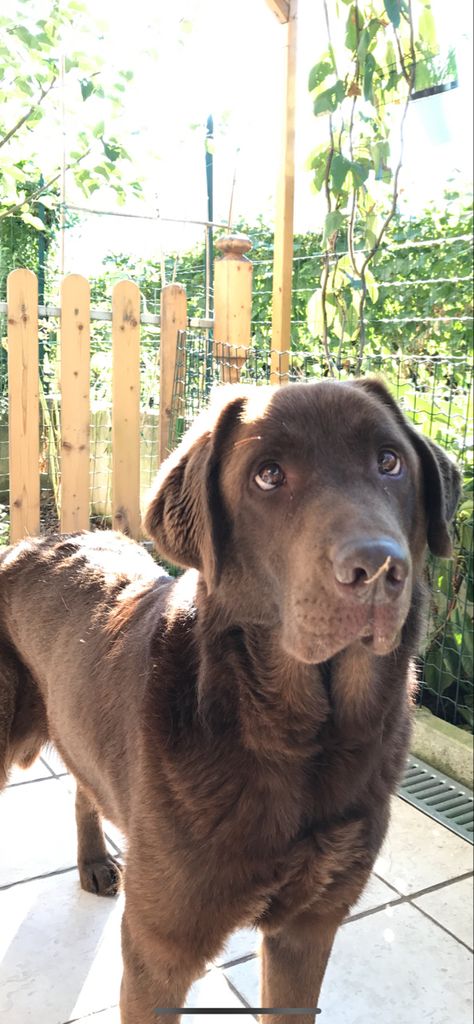 Choc Lab Puppy, Lab Puppies Chocolate, Wimerwiner Dog, British Labrador Retriever, Baby Chocolate Lab, Chocolate Lab And Golden Retriever, Brown Lab Aesthetic, Chocolate Labrador Retriever Puppies, Chocolate Lab Puppy Aesthetic