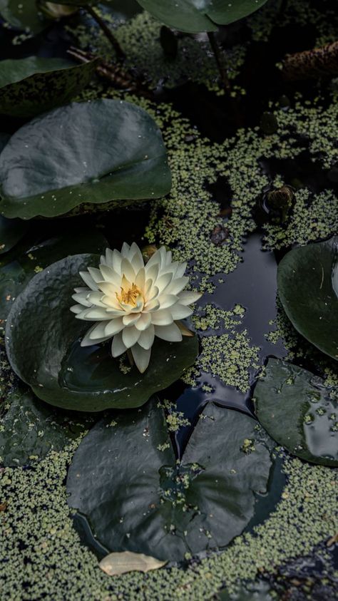 Pond Aesthetic, L Wallpaper, Nothing But Flowers, Newborn Babies, Images Esthétiques, A Pond, Green Flower, Water Lily, Nature Aesthetic