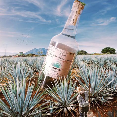 Casamigos Blanco Tequila! Crisp and Clean with a hint of citrus, vanilla and sweet agave, with a long smooth finish 👌🏽 The finest 100% Blue Weber agave was hand selected, grown in the rich clay soil of Mexico. Order Now on drinkmata.ng #DrinkMata #drinkresponsibly #casamigostequila Tequila Mexico, Tequila Agave, Clay Soil, Tequila, Order Now, Soil, Vanilla, The 100, The Selection