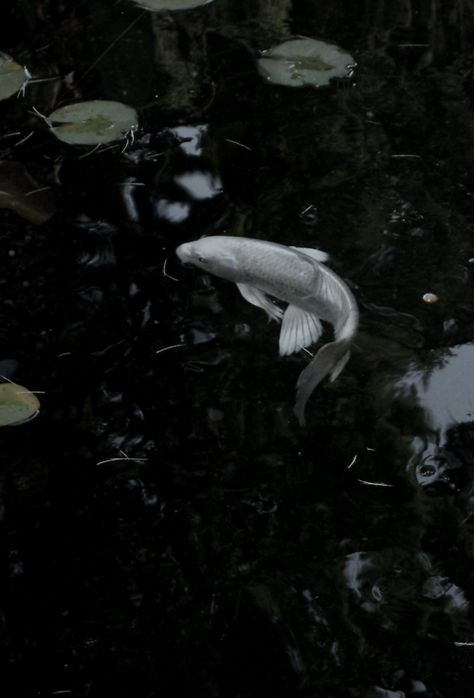 White Koi Dark Koi Fish, Dark Pisces, Koi Fish Black And White, Black And White Koi Fish, Koi Fish Aesthetic, Pisces Vibes, Chinese Kites, White Koi Fish, Black Koi Fish