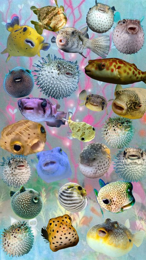 #pufferfish #puffed #sea #cute #fish #wallpaperinspo Silly Pufferfish, Pufferfish Cute, Puffer Fish Art, Cute Puffer Fish, Puffer Fish, Cute Fish, Make Up Inspo, Pottery Ideas, Fish Art