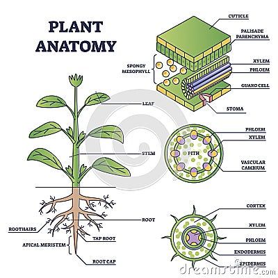 Anatomy Of Plants Botany, Plant Tissue Diagram, Plant Anatomy Art, Plant Nutrition Biology Notes, Plant Biology Notes, Plant Anatomy Notes, Plant Physiology Notes, Internal Structure Of A Leaf, Plant Tissue Biology Notes