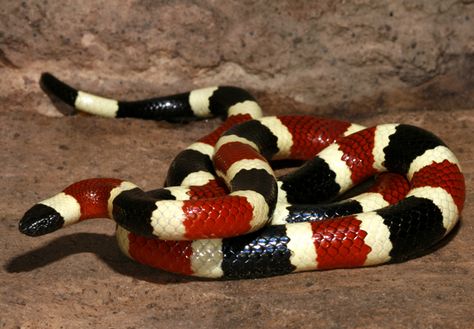 The dangerous Arizona, or Sonoran, coral snake (Micruroides euryxanthus). Coral snakes are shy and rarely seen. They are highly venomous snakes, but bites are relatively rare. Most bites occur when a snake is stepped on or handled. This species is found in Arizona and New Mexico. ©Wolfgang Wuster Anaconda Verde, Arizona Wildlife, California King Snake, Snake Facts, Spiders And Snakes, Milk Snake, Poisonous Snakes, Sea Snake, Venomous Snakes