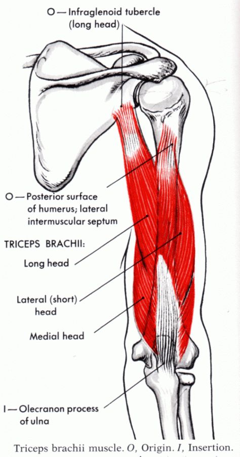 Triceps brachii Muscle - Yoganatomy Triceps Brachii Muscle, Human Anatomy Picture, Best Tricep Exercises, Muscle System, Anatomy Images, Bolesti Chrbta, Human Body Anatomy, Muscle Anatomy, Biceps And Triceps