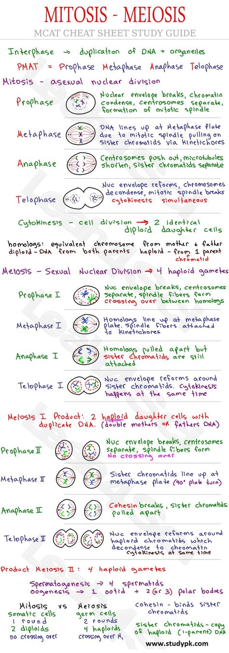 Microbiology Cheat Sheet, Difference Between Mitosis And Meiosis, Teas Test Cheat Sheet Science, Mcat Cheat Sheets, Anatomy Study Guide, Biology Notes Mitosis, Biology Study Guide, Teas Study Guide, Biochemistry Notes Study Guides