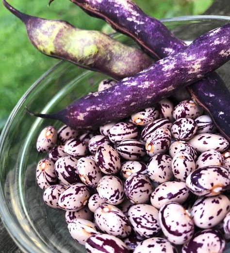 Purple Beans, Snap Beans, Bean Varieties, Charcuterie Spread, Bean Pods, Homemade Apple Cider, Runner Beans, Pole Beans, Organic Kitchen