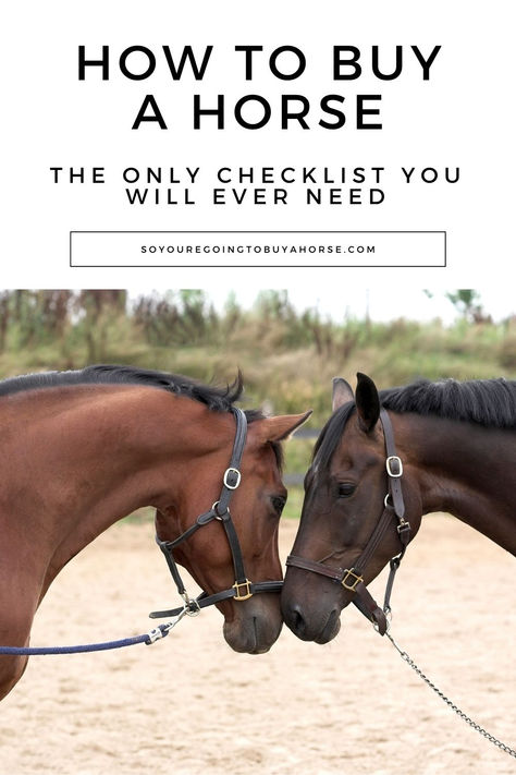 There are many long and intimidating checklists out there sharing all the questions to ask, red flags to watch out for and costly mistakes to avoid when buying a horse. I have a much simpler and safer recommendation if you are looking to buy your first horse. 📌 Save this pin for later Click to see the simple 4 Steps you should take when buying your first horse. Best Horse Breeds For First Time Owners, First Horse Essentials, New Horse Owner Checklist, First Horse Checklist, Horse Stuff To Buy, Horse Checklist, Homestead Horses, Buying A Horse, First Horse