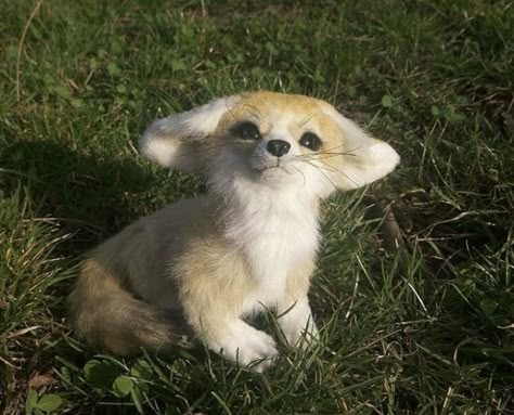 Fennec Fox Baby, Fox Baby, Fennec Fox, A Small, Fox, The World, White, Nature