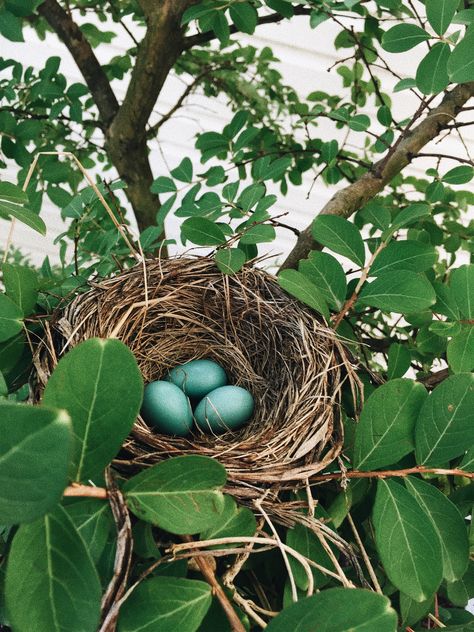 #robin #eggs #nest #tree #leaves #photography Tree Leaves Photography, Robin Nest, Robin Eggs, Robin Photos, Leaves Photography, Robins Nest, Photography Apps, Robins Egg, Tree Leaves