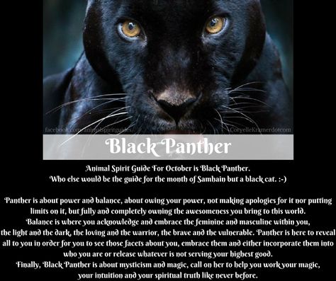 Panther Symbolism, Panther Meaning, Symbolism Tattoo, Panther Spirit, Black Jaguar Animal, Animal Totem Spirit Guides, Panther Pictures, Spirit Animal Meaning, Animal Meanings