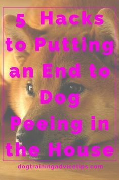 Untitled Dog Commands Training, Dog Biting Training, Dog Commands, Easiest Dogs To Train, Basic Dog Training, Cesar Millan, Dog Potty, Dog Obedience Training, Dog Pee