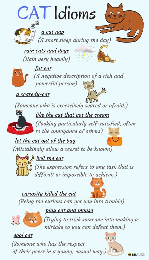 There are lots of English expressions based on animals – most especially the cat English Expressions Advanced, Idiomatic Expressions English, Animal Idioms, Cat Idioms, English Poster, Tatabahasa Inggeris, English Expressions, English Vinglish, Idiomatic Expressions