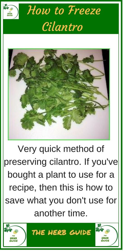 Freeze Cilantro, Freezing Cilantro, How To Harvest Cilantro, Herb Guide, Freezing Food, Preserving Herbs, Cooking Dishes, Potager Garden, Smarty Pants